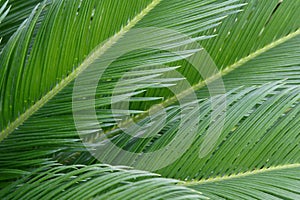 Cycas leaves