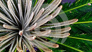 Cycas New leaves Generations