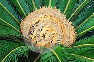 Cycas palm