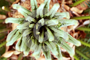 Cycas palm