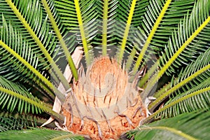 cycas palm