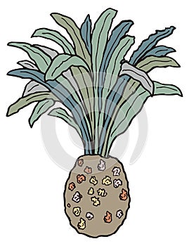 cycas plant dinosaur ancient vector illustration transparent background