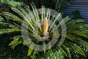 Cycas revoluta