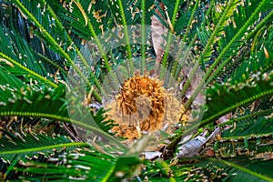 Cycas Revoluta