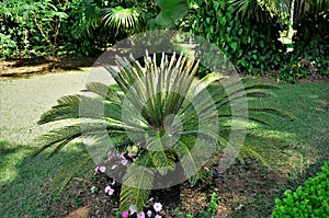 Cycas Revoluta decorating the lawn in the garden