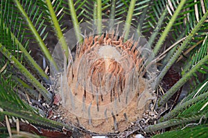 Cycas revoluta detail of central core