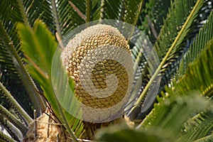 Cycas revoluta. Detail of central core fruit pine cone. Sago palm tree