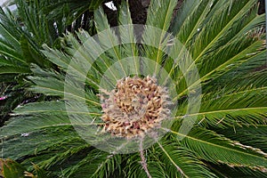 Cycas revoluta. Detail of central core fruits. Sago palm tree
