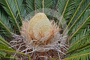 Cycas revoluta detail of central core and new leaves