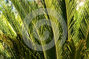Cycas Revoluta - Detail of green leaves in summer