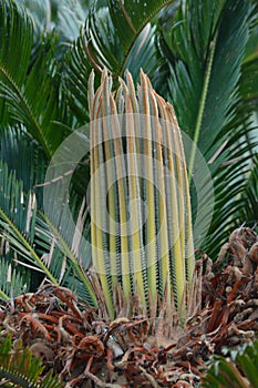 Cycas revoluta detail of spring foliation. Vertical new leaves