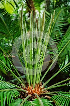 Cycas revoluta- fake sago palm