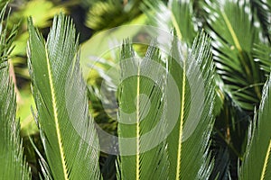 Cycas revoluta growing in the garden on a beautiful sunny day, selective focus on the leaves