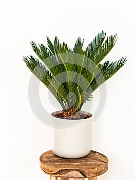 Cycas revoluta houseplant in white ceramic pot on wood stool