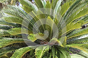 Cycas revoluta Japanese Sago Palm