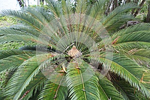 Cycas revoluta Japanese Sago Palm