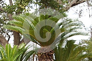 Cycas revoluta Japanese Sago Palm