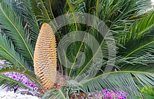 Cycas revoluta male is a slow-growing tree with green leaves and drupe that contains the seeds.  Sago palm, Turkey, Belek