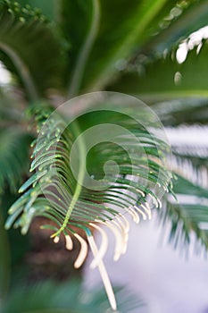 Cycas revoluta palm tree cycadaceae from southeast asia japan photo