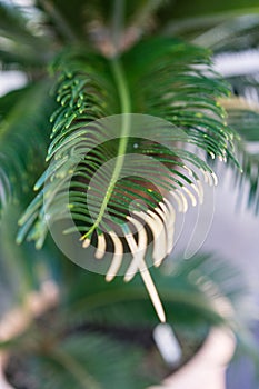 Cycas revoluta palm tree cycadaceae from southeast asia japan photo