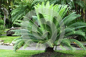 Cycas