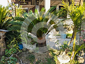 A Cycas revoluta plant. Also called as Sotetsu, sago palm, king sago, sago cycad or Japanese sago palm