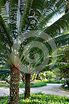 Cycas Revoluta plant in the garden