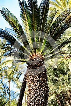 Cycas Revoluta plant in the garden