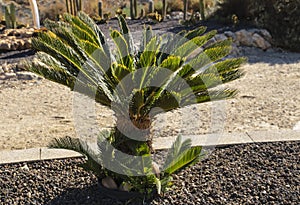 Pianta giardino il sole 