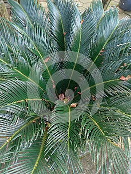 Cycas revoluta in a plastic pot