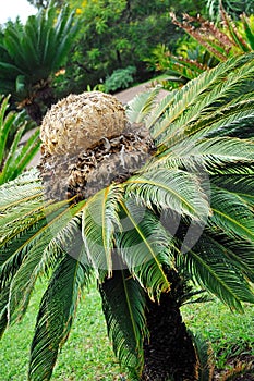 Cycas revoluta (sago cycad) - botanical garden Fun photo