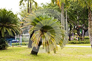 Cycas revoluta (sago cycad)