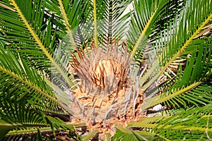 Cycas revoluta - Sago Palm