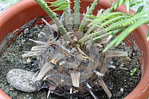 Cycas revoluta or sago palm caudex. Indoor plants outdoors outside