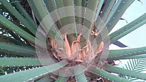 Cycas revoluta, sago palm, king sago, sago cycad, Japanese sago palm