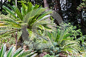Cycas revoluta sago palm, king sago, sago cycad, Japanese sago palm in botanical garden