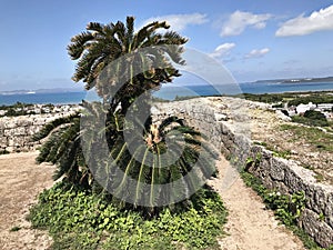 Cycas revoluta or Sago palm or King sago or Sago cycad or Japanese sago palm in Okinawa, Japan.