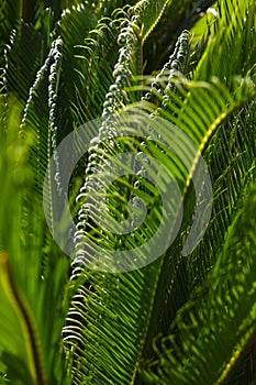 Cycas Revoluta or Sago Palm leaves in focus in full frame view