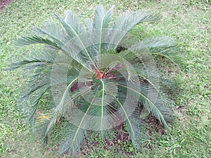 Cycas Revoluta, Tropical Green Plant, Perspective View