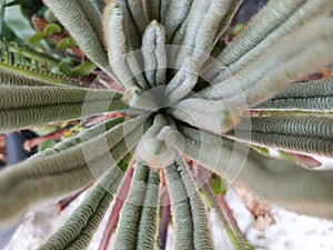 Cycas rumphii buds like caterpillars in a cluster photo