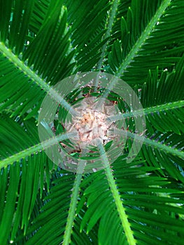 Cycas rumphii