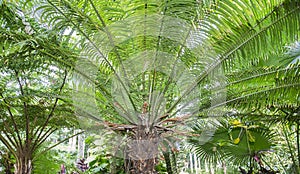 Cycas Scratchleyana