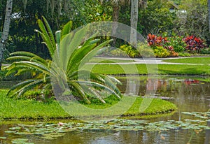 Cycas Siamensis Cycas Panzhihuaensis at Mckee Botanical Gardens in Vero Beach, Indian River County, Florida USA