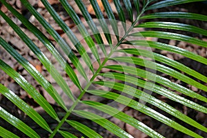 Cycas siamensis leaves