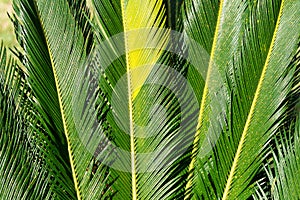 Cycas tree or japanese sago palm foliage. Close up photo of green feather like leaves