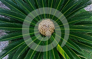 Cycas tree or japanese sago palm with green feather like leaves and large round strobilus in the middle. photo