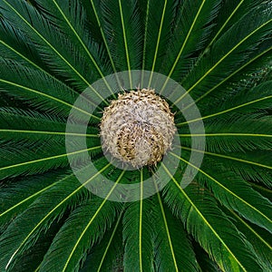 Cycas tree or japanese sago palm with green feather like leaves and large round strobilus in the middle. Beautiful exotic foliage.