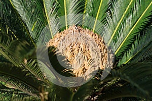 Cycas tree or japanese sago palm with green feather like leaves and large strobilus in the middle. Side view. photo