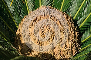 Cycas tree or japanese sago palm with green feather like leaves and large strobilus in the middle. Side view. photo