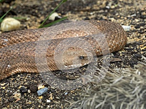 Cyclades blunt-nosed, Macrovipera schweizeri, is Europe`s largest poisonous snake